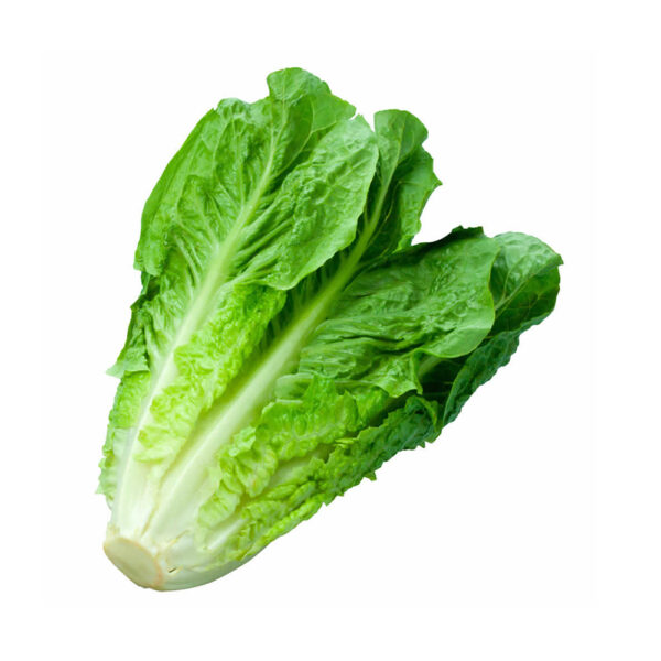 LECHUGA CHILENA