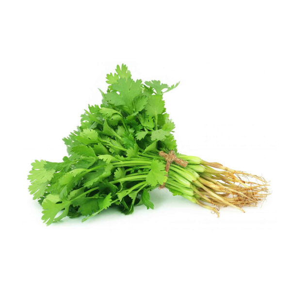 CILANTRO