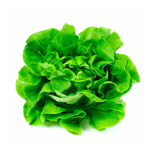 LECHUGA ESPAÑOLA