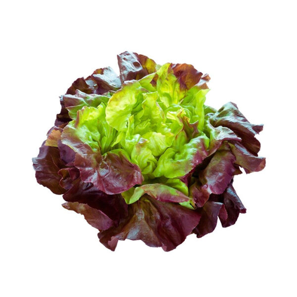 LECHUGA FRANCESA